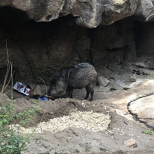 Peccary eating dinner