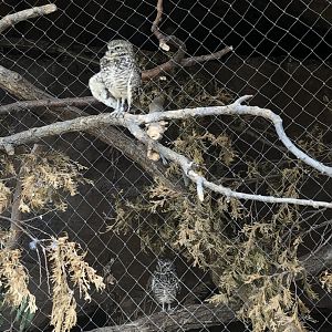 Burrowing owl