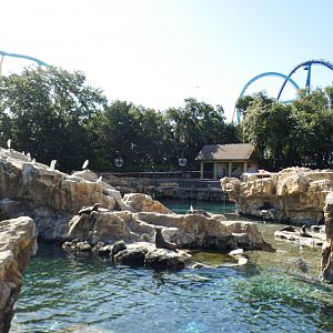 May. 2021 - Pacific Point Preserve (California Sea Lions & Harbor Seals)