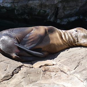May. 2021 - Pacific Point Preserve - California Sea Lion Pup
