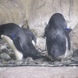 Adelie Penguins