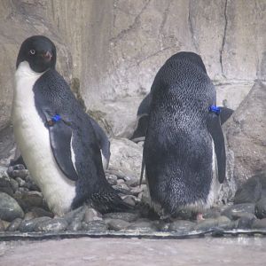 Adelie Penguins