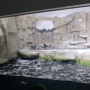 Penguin exhibit