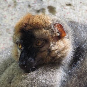 Red Fronted Lemur