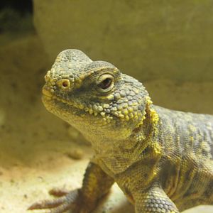 Uromastyx