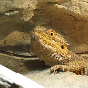 Bearded Dragon