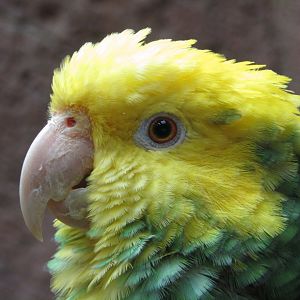 Yellow Headed Amazon