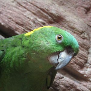 Yellow Naped Amazon