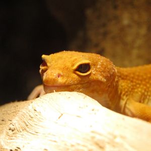 Leopard Gecko