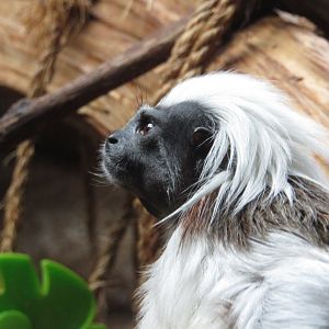 Cotton Top Tamarin