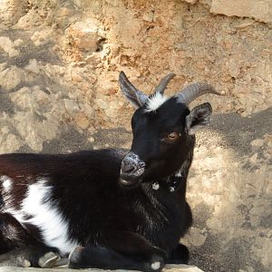 Domestic Goat