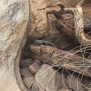 An Australian species of skink