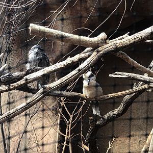 Kookaburra and frogmouth