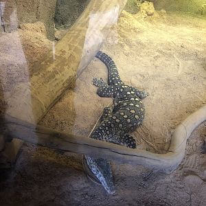 A perentie who had its foot removed because of cancer