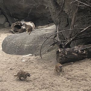 Meerkat colony