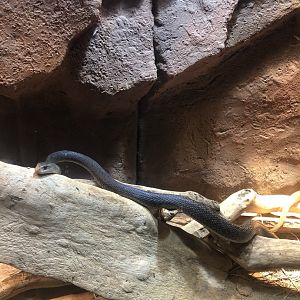 The taipan is the most venomous snake in the world