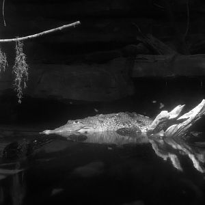 Freshwater crocodile