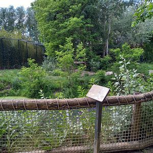 White tiger enclosure