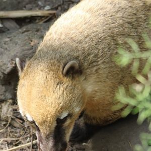Ring-tailed coati