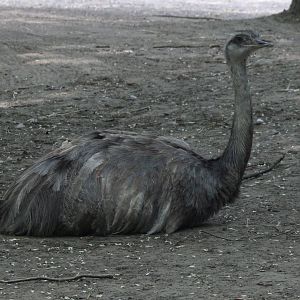 Common rhea