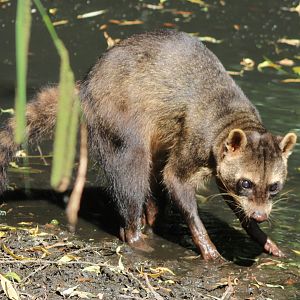 Crab-eating raccoon