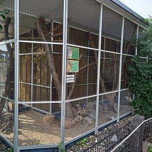 Enclosure Rock cavy - Chacoan cavy