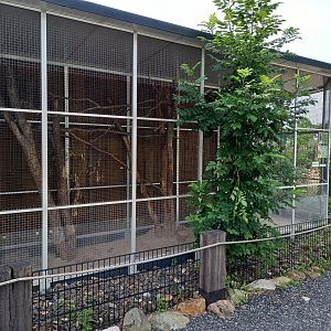 Enclosure Yucatan squirrel - Vichacha