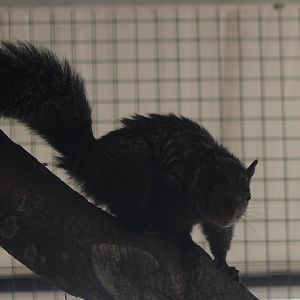 Yucatan squirrel