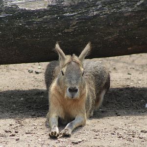 Patagonian mara