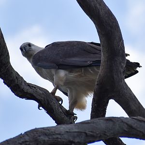 White-bellied Sea Eagle (Haliaeetus leucogaster)