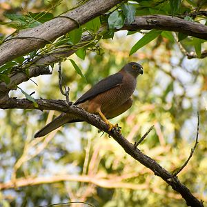 Brown Goshawk (Accipiter fasciatus)