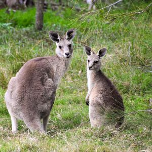 Eastern Grey Kangaroos (Macropus giganteus)