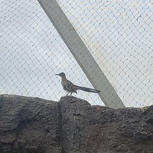 Roadrunner