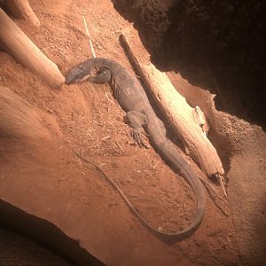 An Australian species of monitor