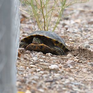 red eared slider laying eggs
