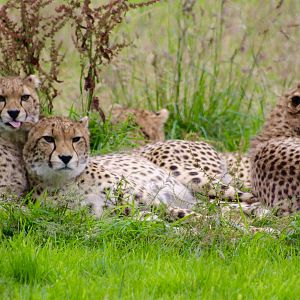 Sudan cheetahs (Acinonyx jubatus soemmeringii) at Fota Wildlife Park - 08/07/2021