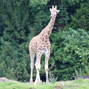 Rothschild's giraffe (Giraffa camelopardalis rothschildi) at Fota Wildlife Park - 08/07/2021