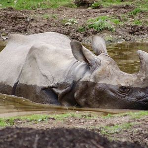 Indian rhinoceros (Rhinoceros unicornis) at Fota Wildlife Park - 08/07/2021