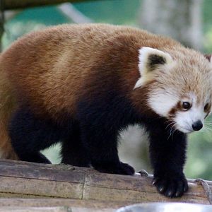 Red panda (Ailurus fulgens) at Fota Wildlife Park - 08/07/2021