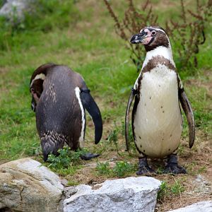 Humboldt penguins (Spheniscus humboldti) at Fota Wildlife Park - 08/07/2021