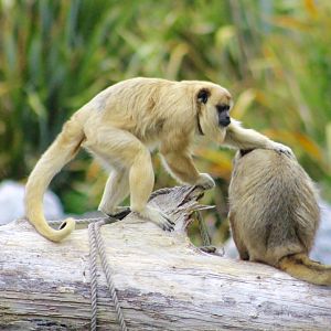 Black howler monkeys (Alouatta caraya) at Fota Wildlife Park - 08/07/2021
