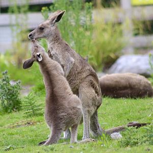 Female eastern grey kangaroo and young (Macropus giganteus) at Fota Wildlife Park - 08/07/2021