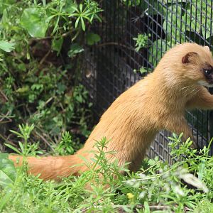 Siberian weasel