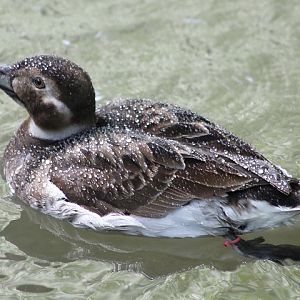 Long-tailed Duck