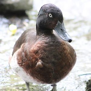 Baer's Pochard