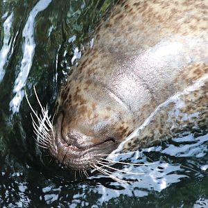 Harbor Seal
