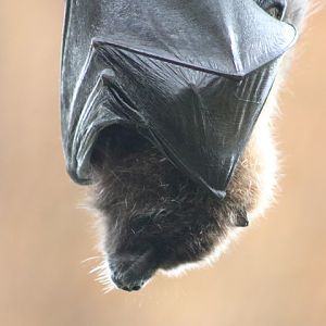 Rodrigues Flying Fox