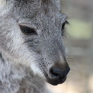 Common Wallaroo