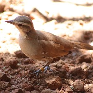 Cinnamon Quail-thrush