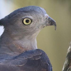 Pacific Baza